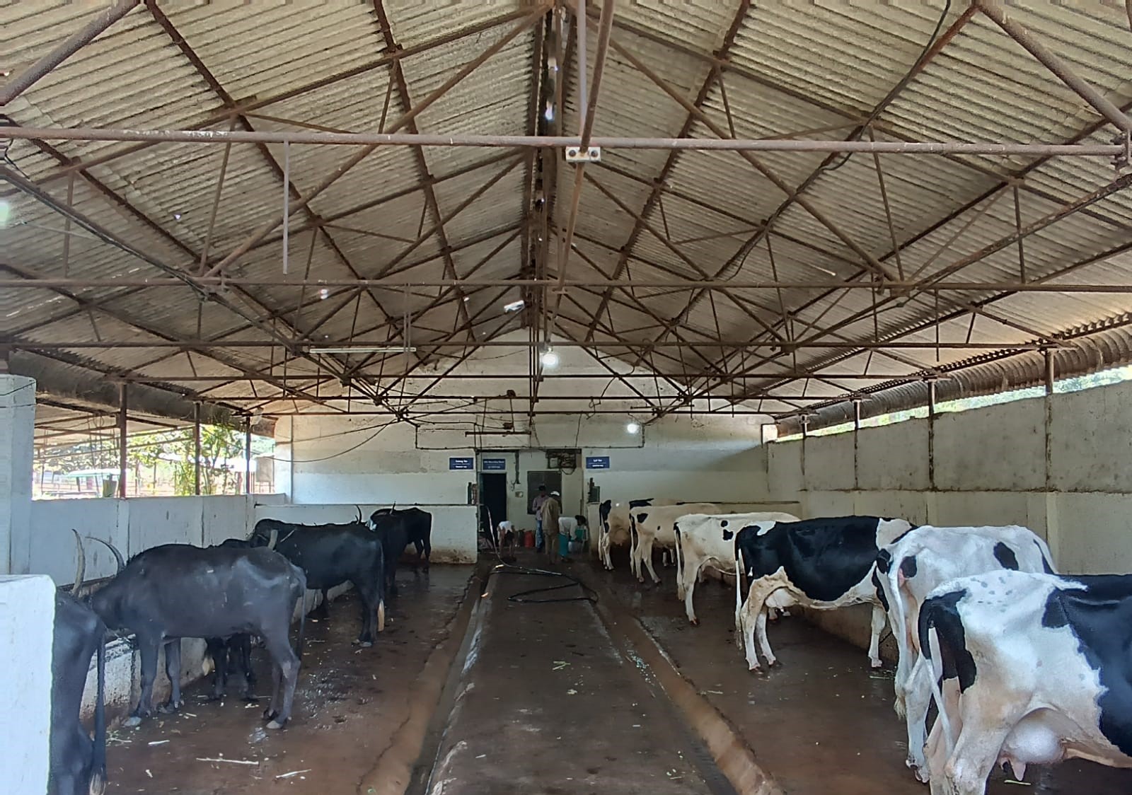 Milking shed